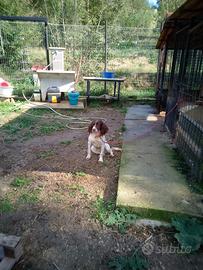 Springer spaniel - Animali In vendita a Roma