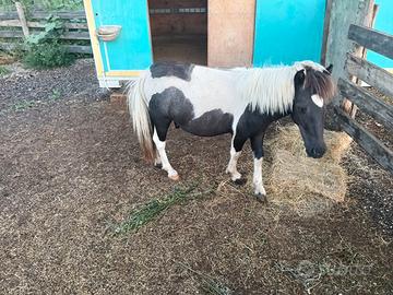 Pony ad