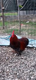 Cocincina nana e gallo