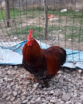 Cocincina nana e gallo