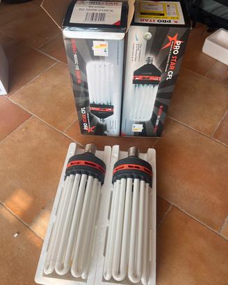 Lampadine per fioritura