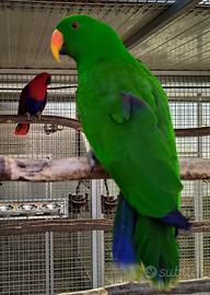 Pappagallo Ecletto roratus