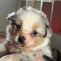 Pastore Australiano allevamento