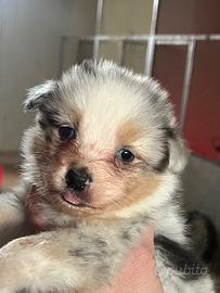 Pastore Australiano allevamento