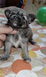Chihuahua
