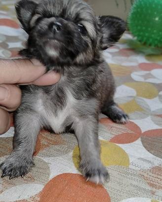 Chihuahua