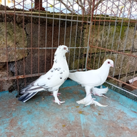 Colombi ornamentali altovolanti Budapest ,è +++