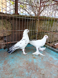 Colombi ornamentali altovolanti Budapest ,è +++