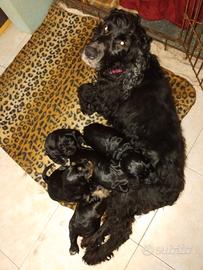 Cockerini spaniel inglese