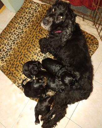 Cockerini spaniel inglese