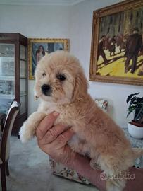 Maltipoo