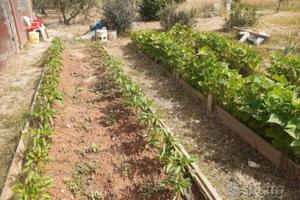 Terreno agricolo