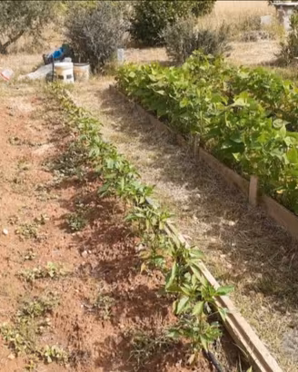 Terreno agricolo