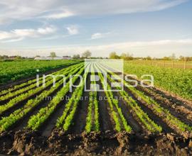 Terreno Agricolo - Ponte di Piave