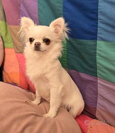 Chihuahua pedigree