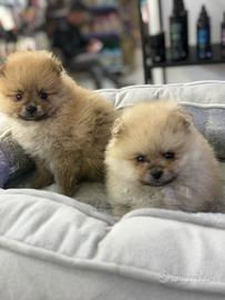 Spitz di pomerania scampagn