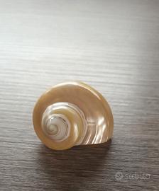 Conchiglia vuota in madreperla 