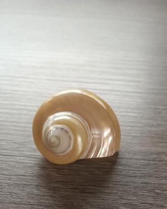 Conchiglia vuota in madreperla 
