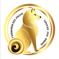 Cuccioli originali di shiba inu con pedigree