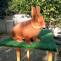 Coniglio rossa nuova zelanda maschio