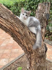 Cuccioli di gatto siberiano ipoallergenici