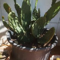 Ficus d'india
