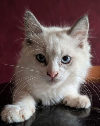 Cucciolo ragdoll