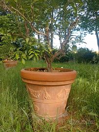 Vasi in terracotta antichi con limoni