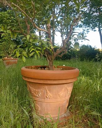 Vasi in terracotta antichi con limoni