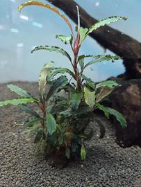 Piante x acquario  Bucephalandra