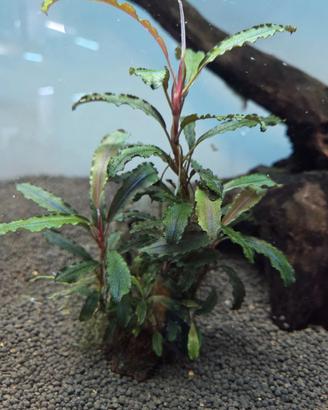 Piante x acquario  Bucephalandra