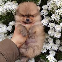 Volpino pomerania TOY cucciolo 2 mesi TEDDY
