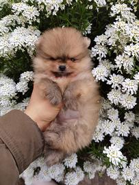 Volpino pomerania TOY cucciolo 2 mesi TEDDY