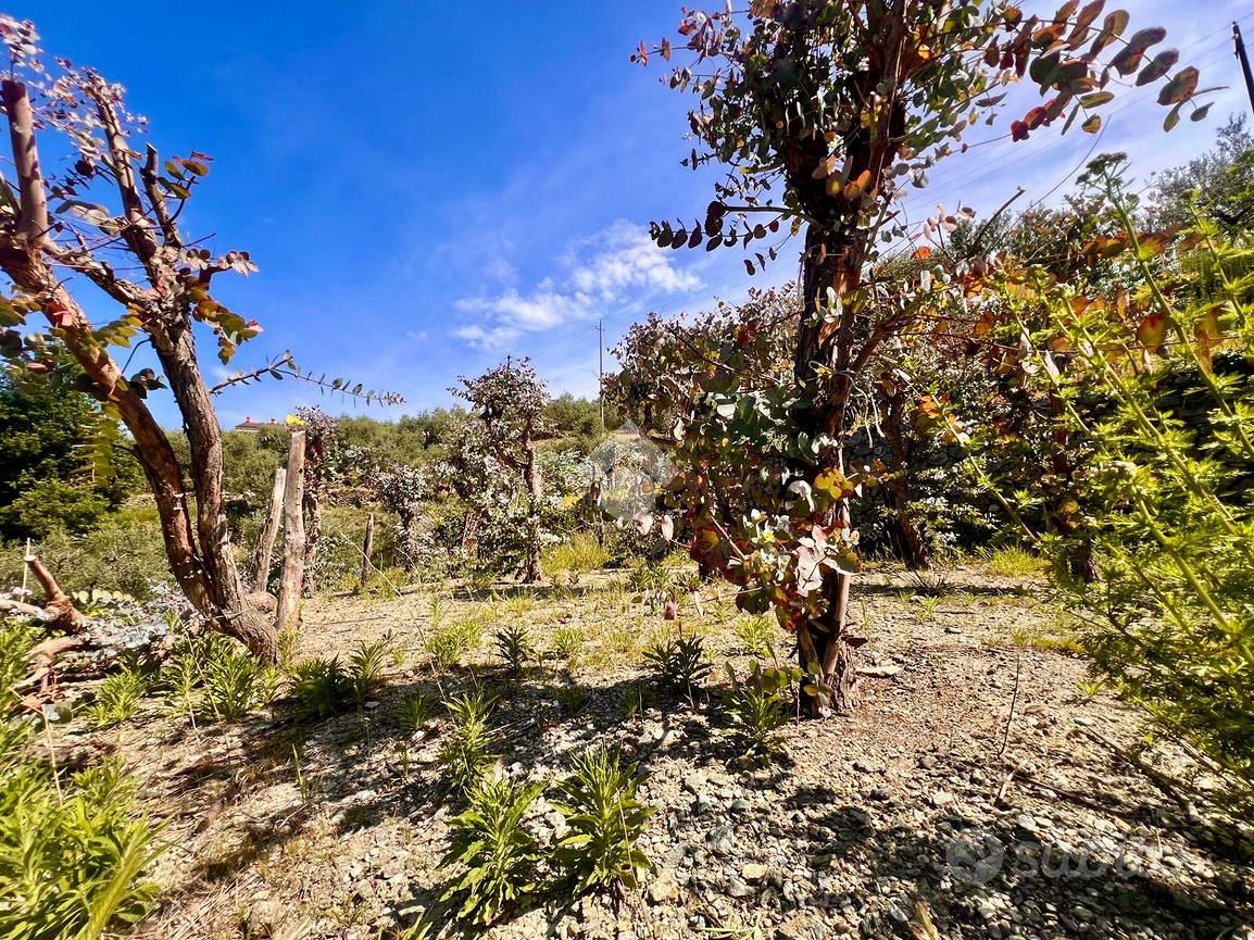 TER. AGRICOLO A FINALE LIGURE - Vista 5