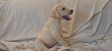 Cucciola Femmina Labrador Pedigree ENCI