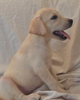Cucciola Femmina Labrador Pedigree ENCI