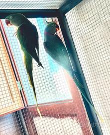 Coppia di grandi alessandrini con sessaggi