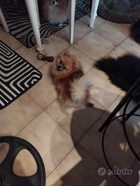 Spitz Pomerania piccolissimo