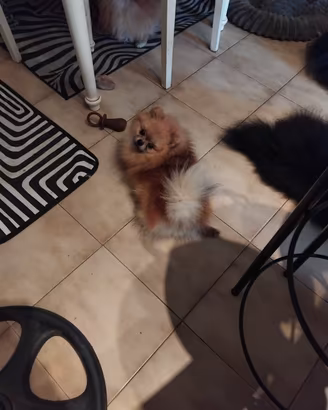 Spitz Pomerania piccolissimo