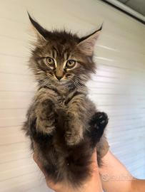 Cuccioli Maine Coon