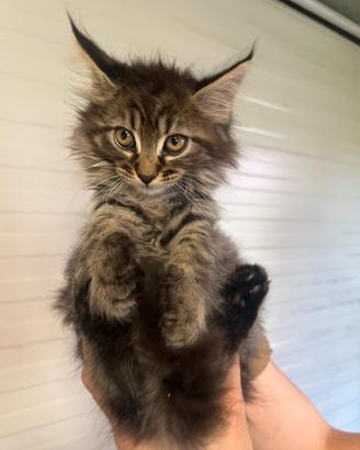 Cuccioli Maine Coon