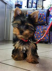 Yorkshire terrier