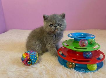 Gattini Exotic Shorthair