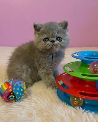 Gattini Exotic Shorthair