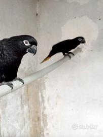 Pappagallo lori Atra