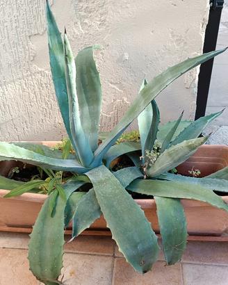 AGAVE