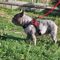 Stallone/Monta Lilac Merle carr.Isabella Bull. Fra