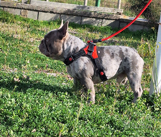 Stallone/Monta Lilac Merle carr.Isabella Bull. Fra