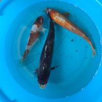 Carpa koi con certificato