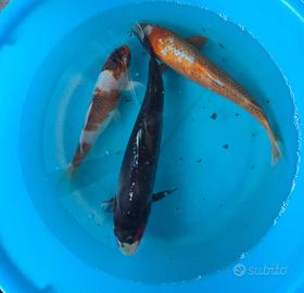 Carpa koi con certificato